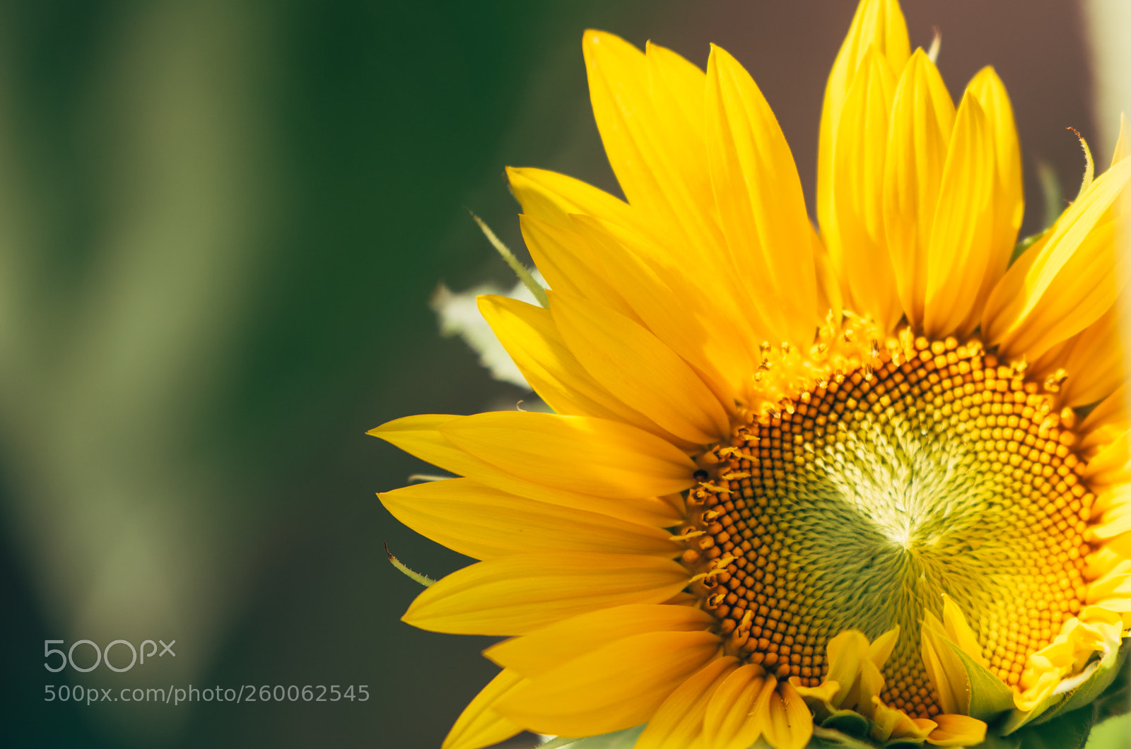 Nikon D750 sample photo. Sunflower photography