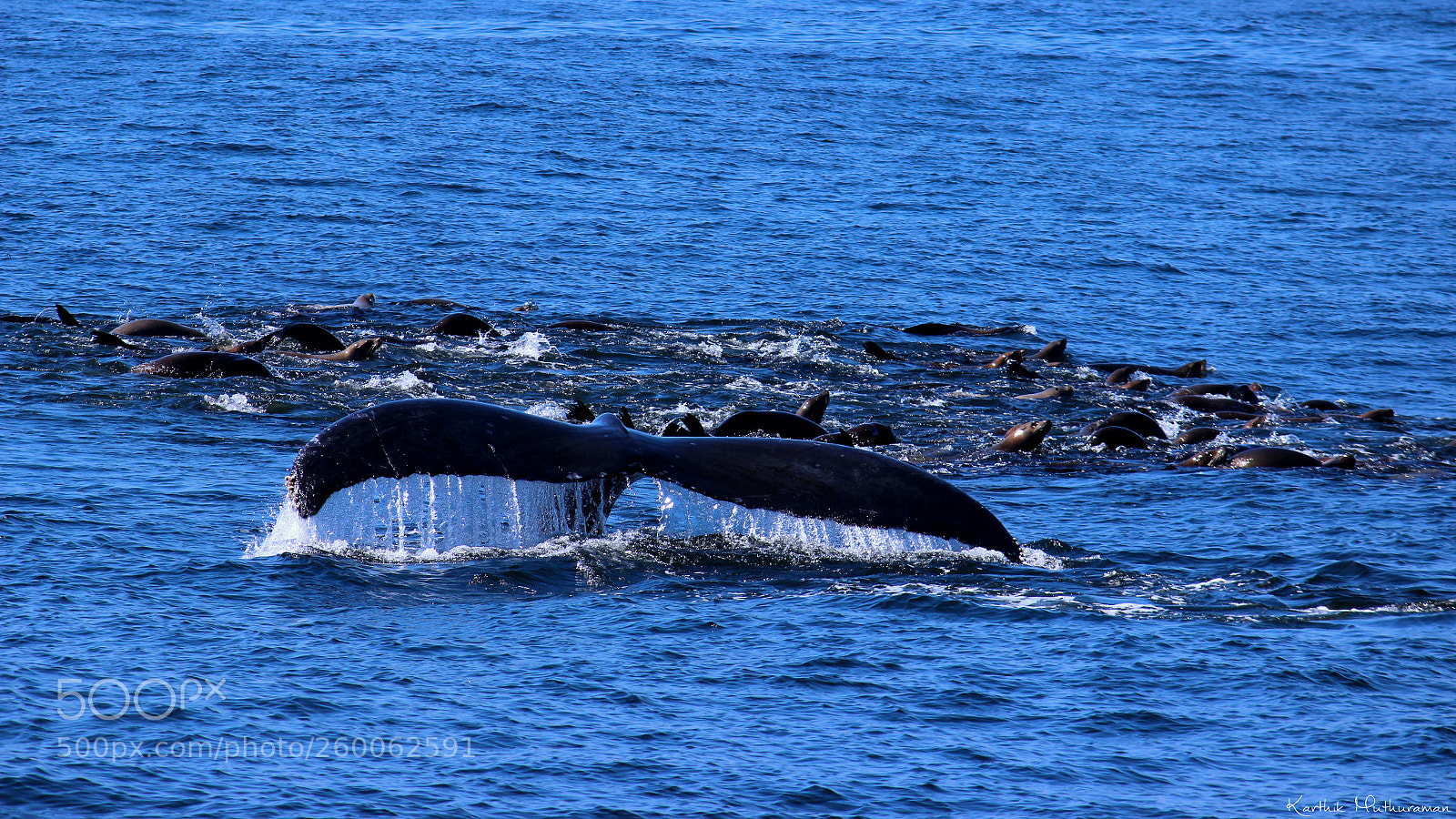 Canon EOS 600D (Rebel EOS T3i / EOS Kiss X5) sample photo. Humpback whale and california photography