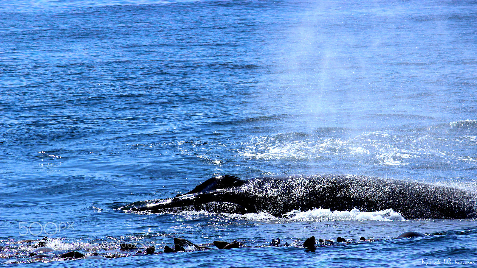 Canon EF-S 55-250mm F4-5.6 IS II sample photo. Humpback whale photography