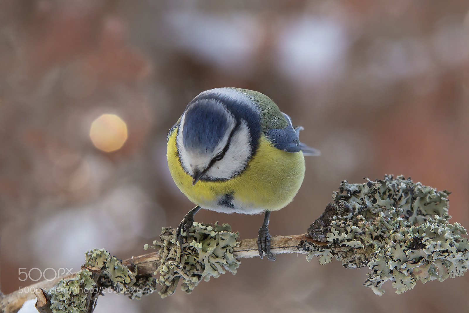 Canon EOS 6D sample photo. Sinitiainen, blue tit photography