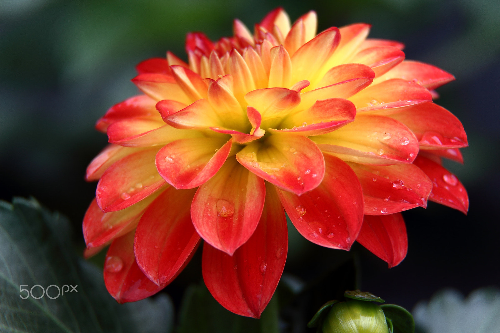 Canon EF-S 18-200mm F3.5-5.6 IS sample photo. Dahlia pinnata photography