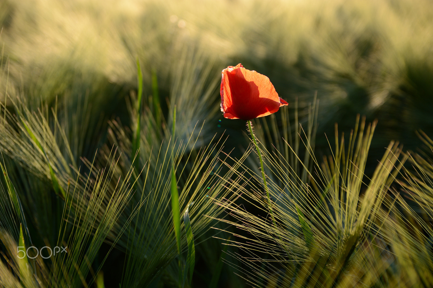Sigma 17-50mm F2.8 EX DC OS HSM sample photo. ... surrounded ... photography