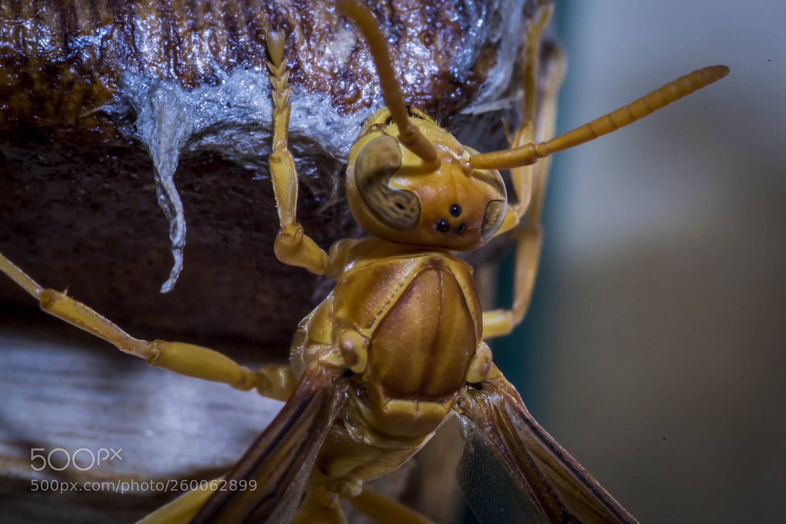 Nikon D750 sample photo. Hornet - close up photography