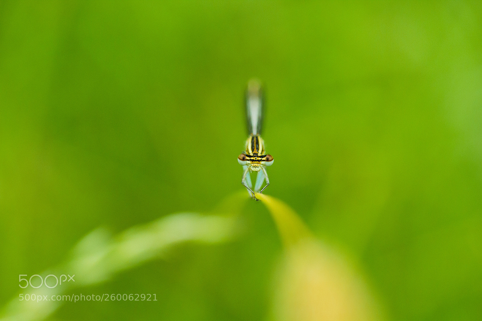 Canon EOS 600D (Rebel EOS T3i / EOS Kiss X5) sample photo. Dragonfly photography