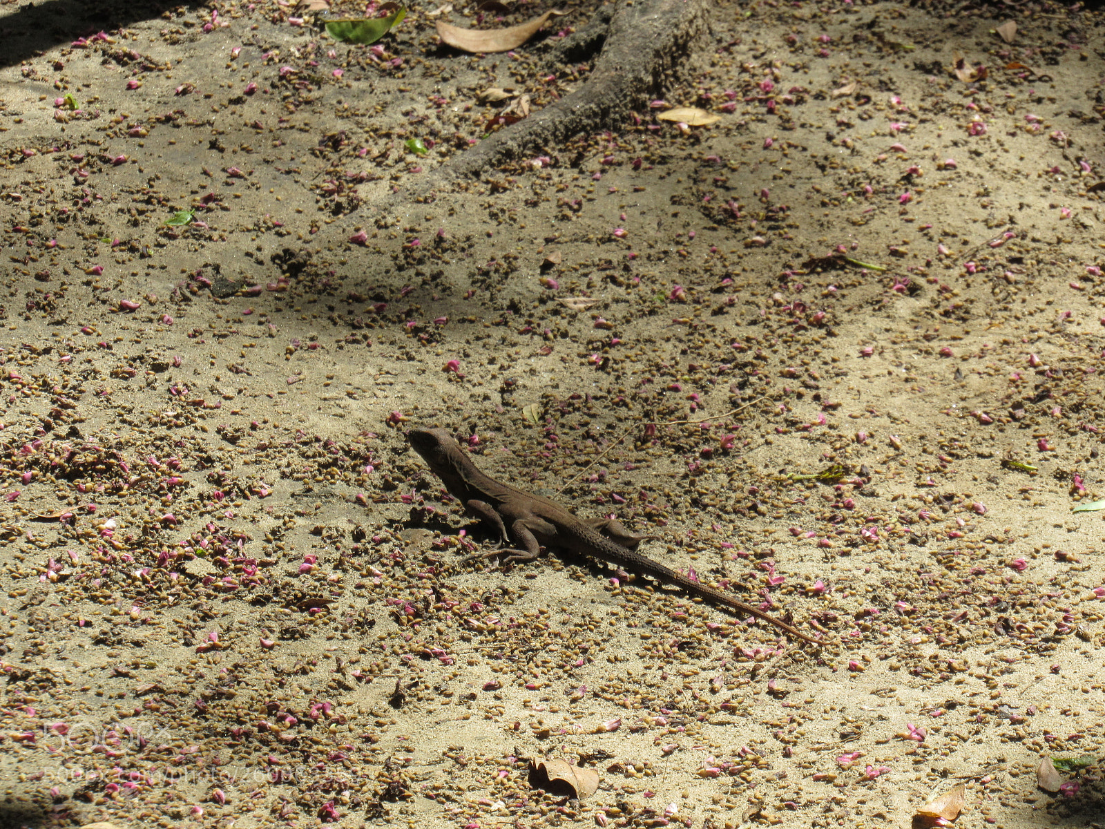Canon PowerShot SX530 HS sample photo. Img photography