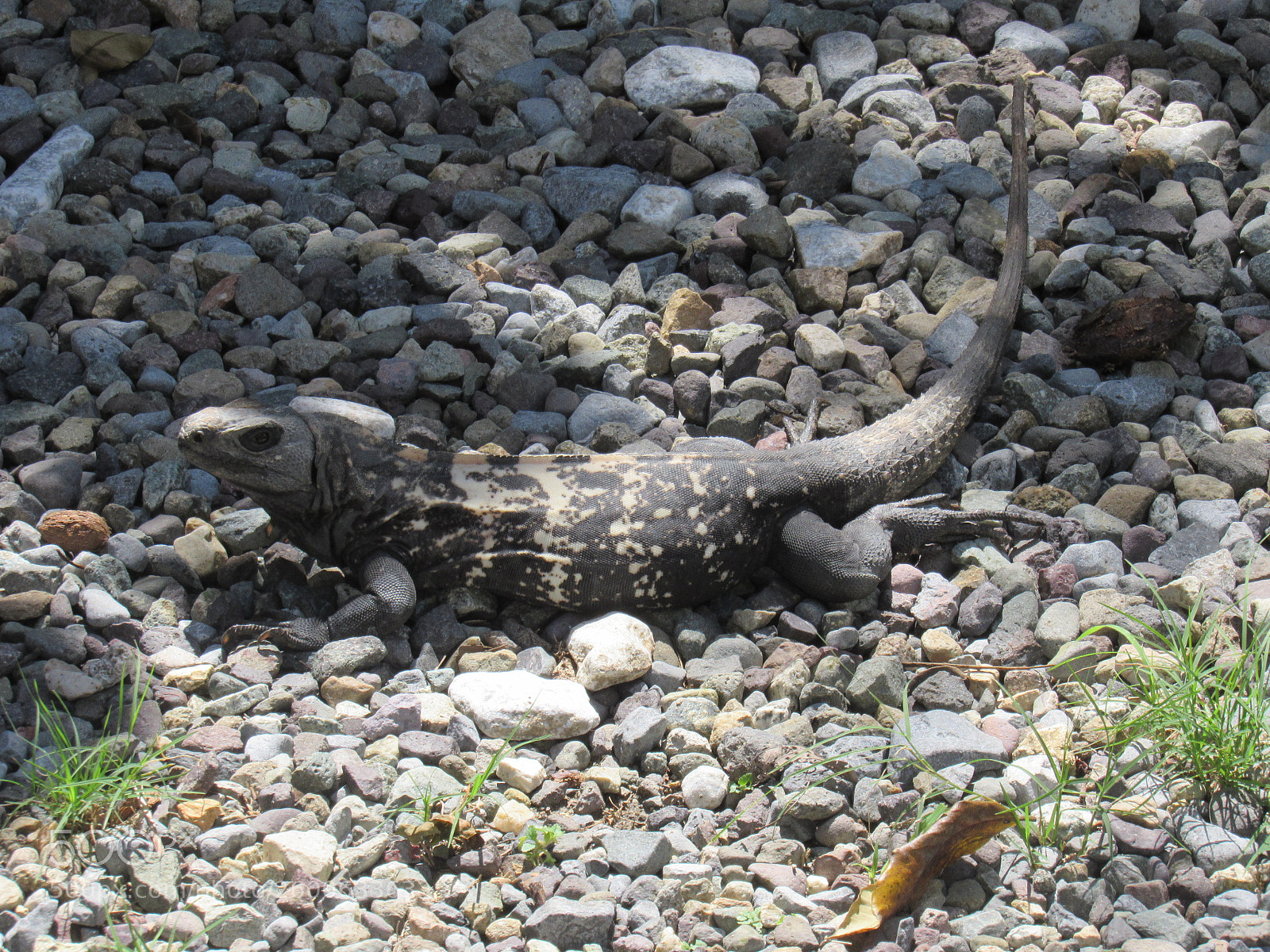 Canon PowerShot SX530 HS sample photo. Img photography