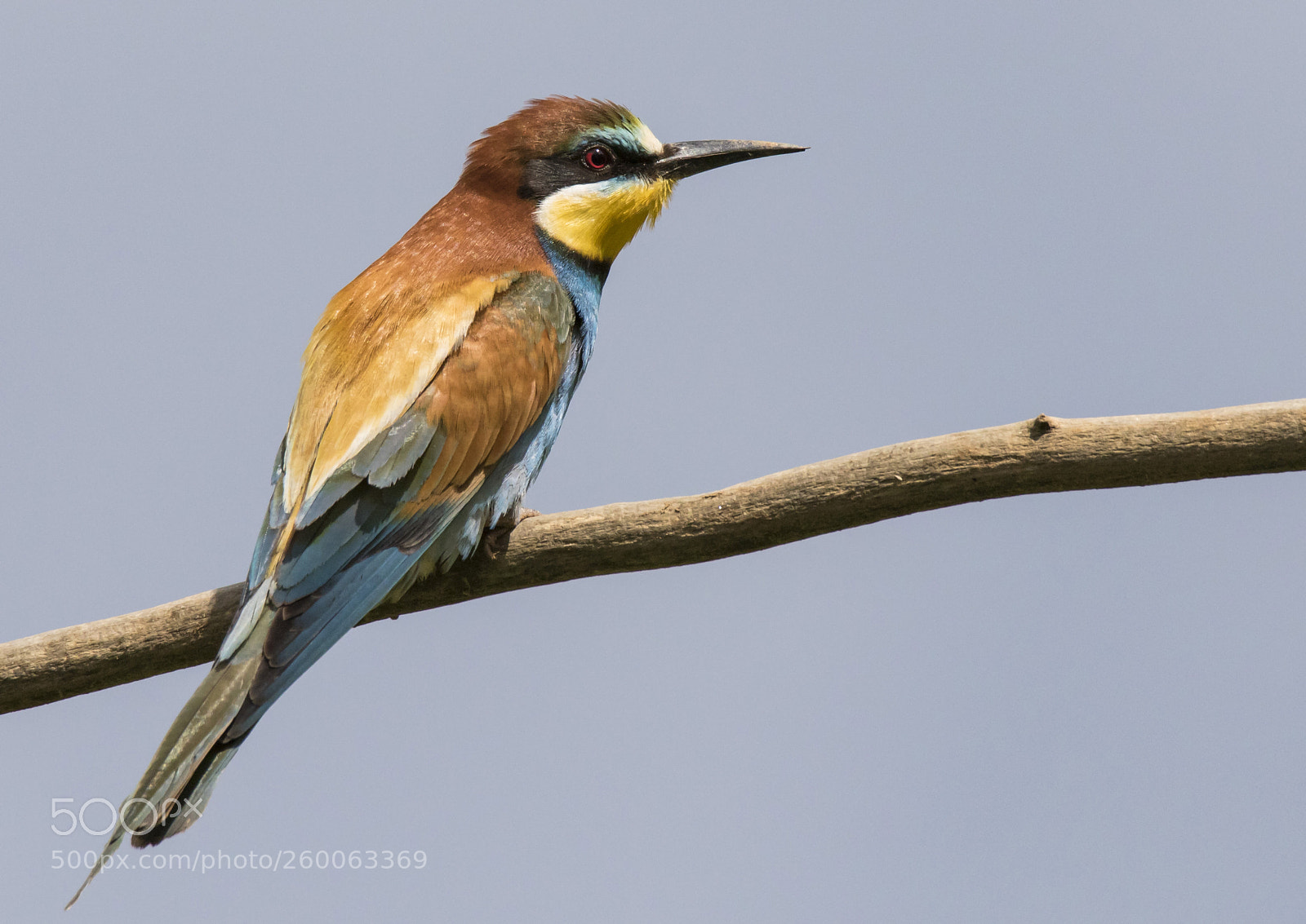Canon EOS 7D Mark II sample photo. Bee eater photography