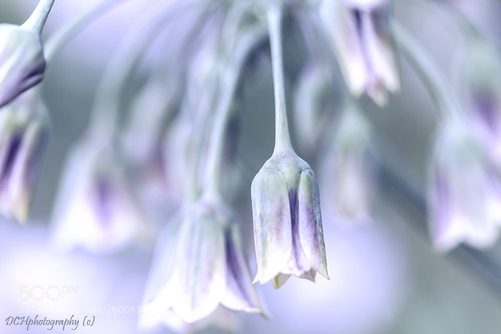 Canon EOS 650D (EOS Rebel T4i / EOS Kiss X6i) sample photo. Sicilian honey garlic photography