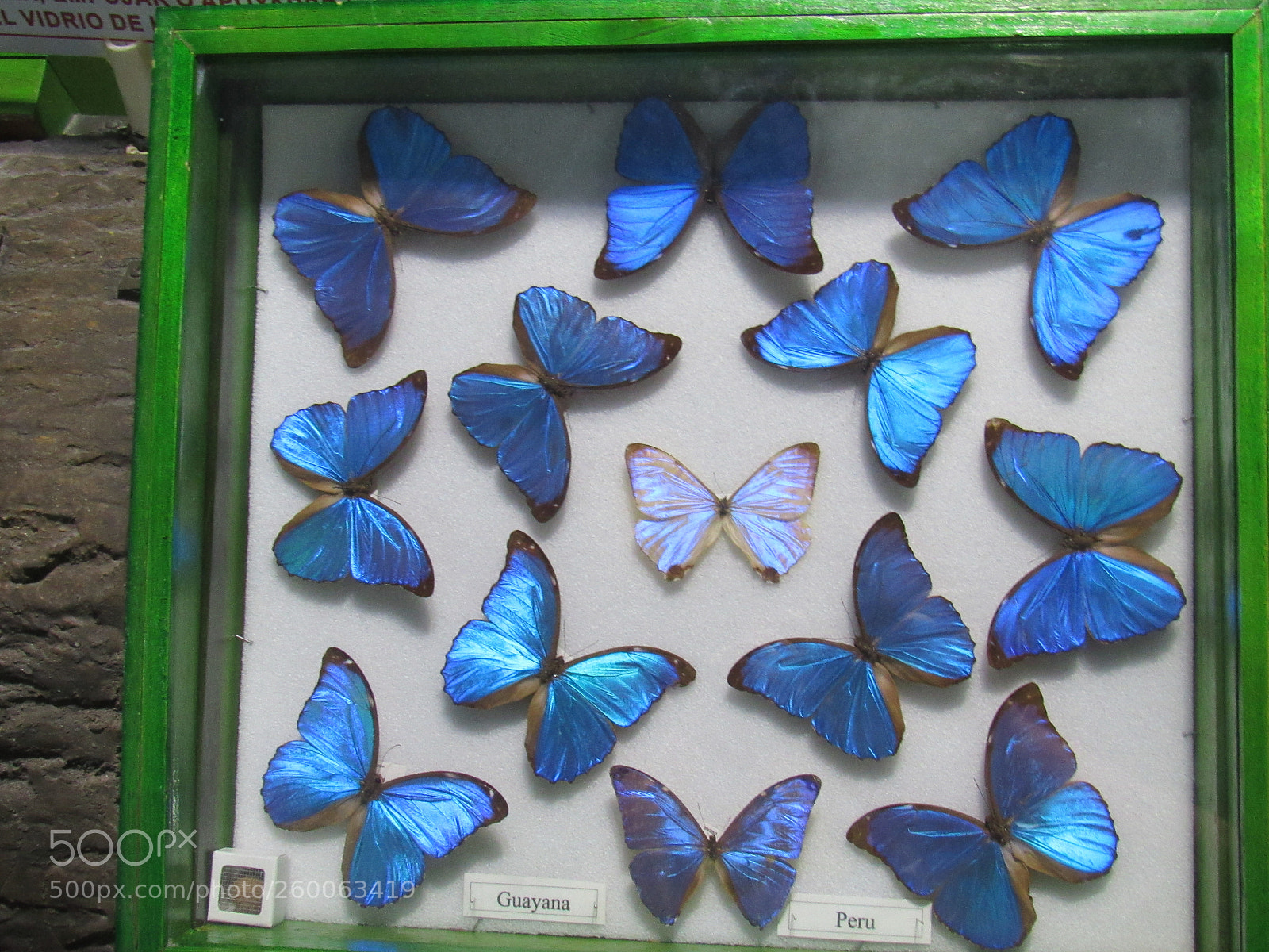 Canon PowerShot SX530 HS sample photo. Img photography