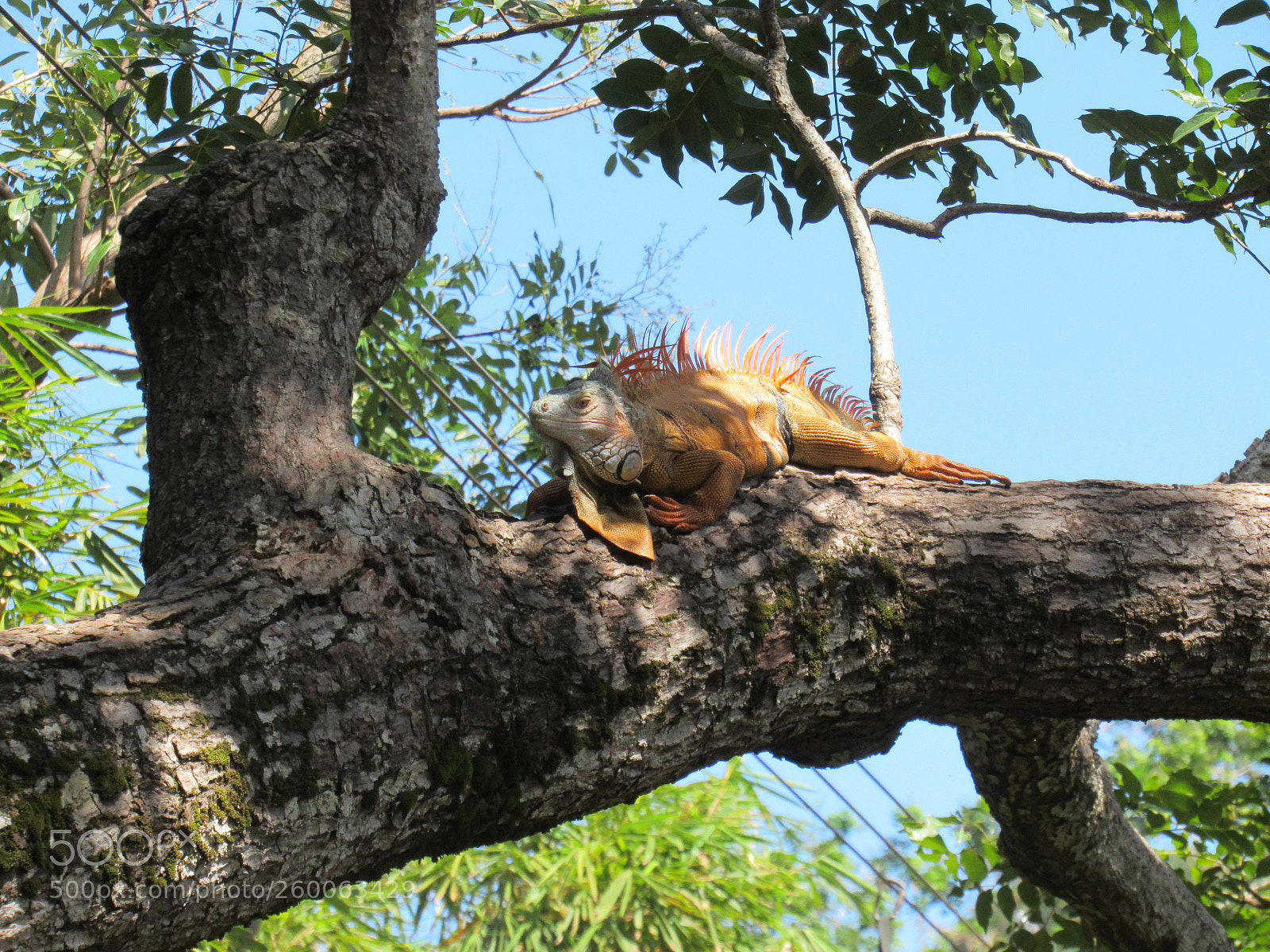 Canon PowerShot SX530 HS sample photo. Img photography