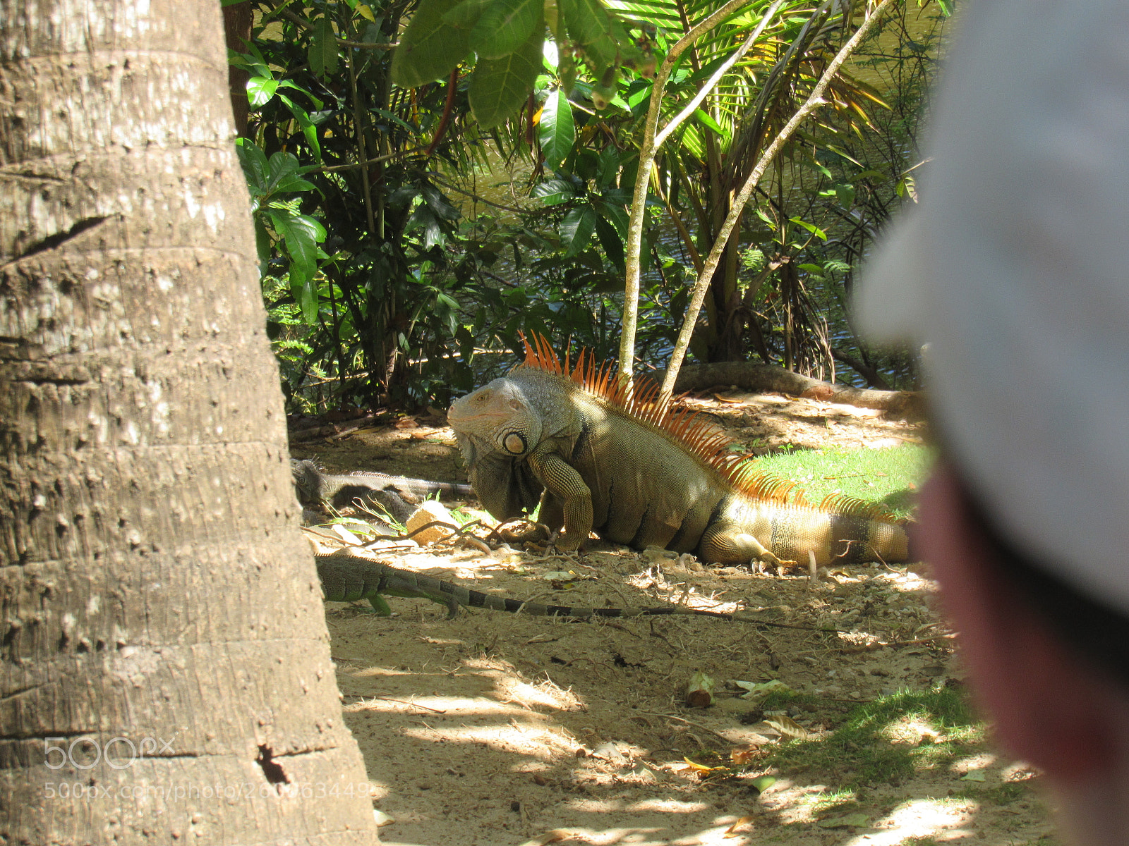 Canon PowerShot SX530 HS sample photo. Img photography