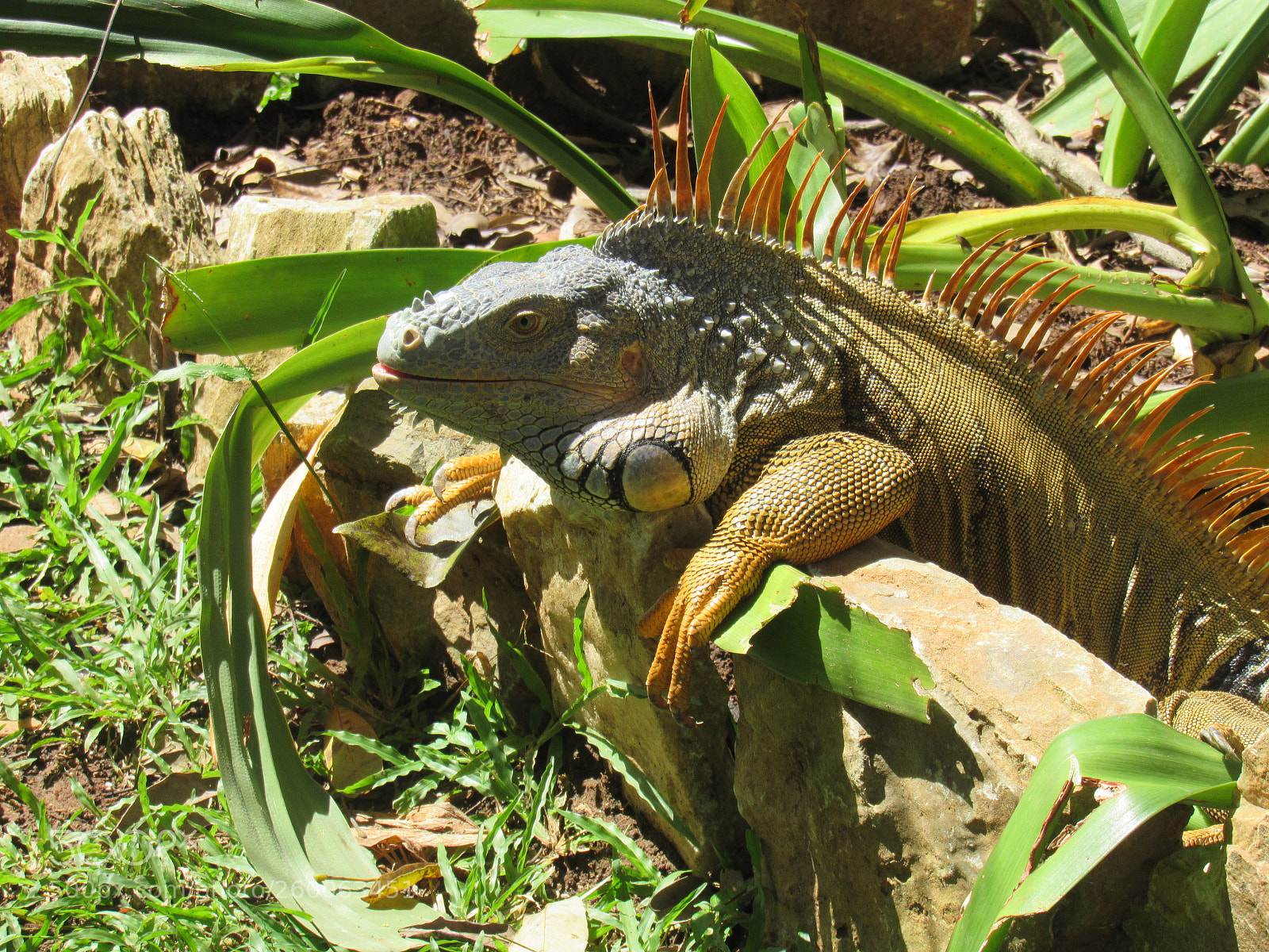 Canon PowerShot SX530 HS sample photo. Img photography