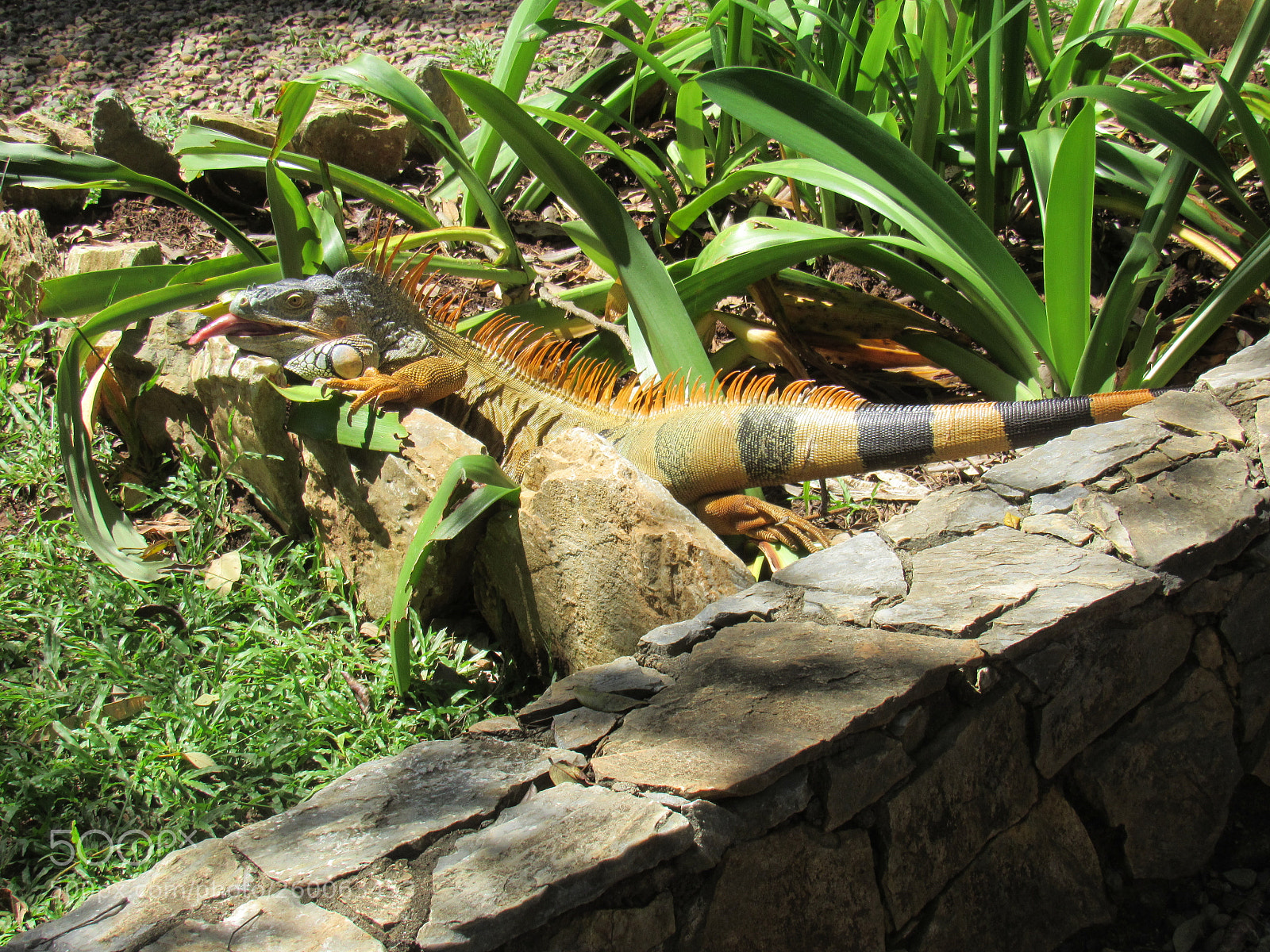 Canon PowerShot SX530 HS sample photo. Img photography