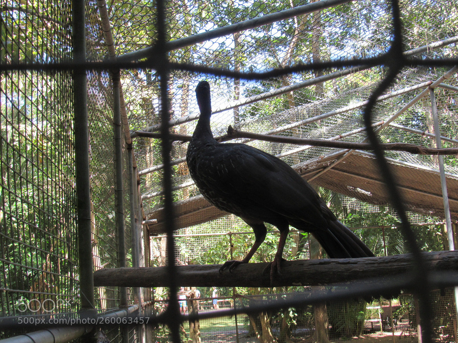 Canon PowerShot SX530 HS sample photo. Img photography