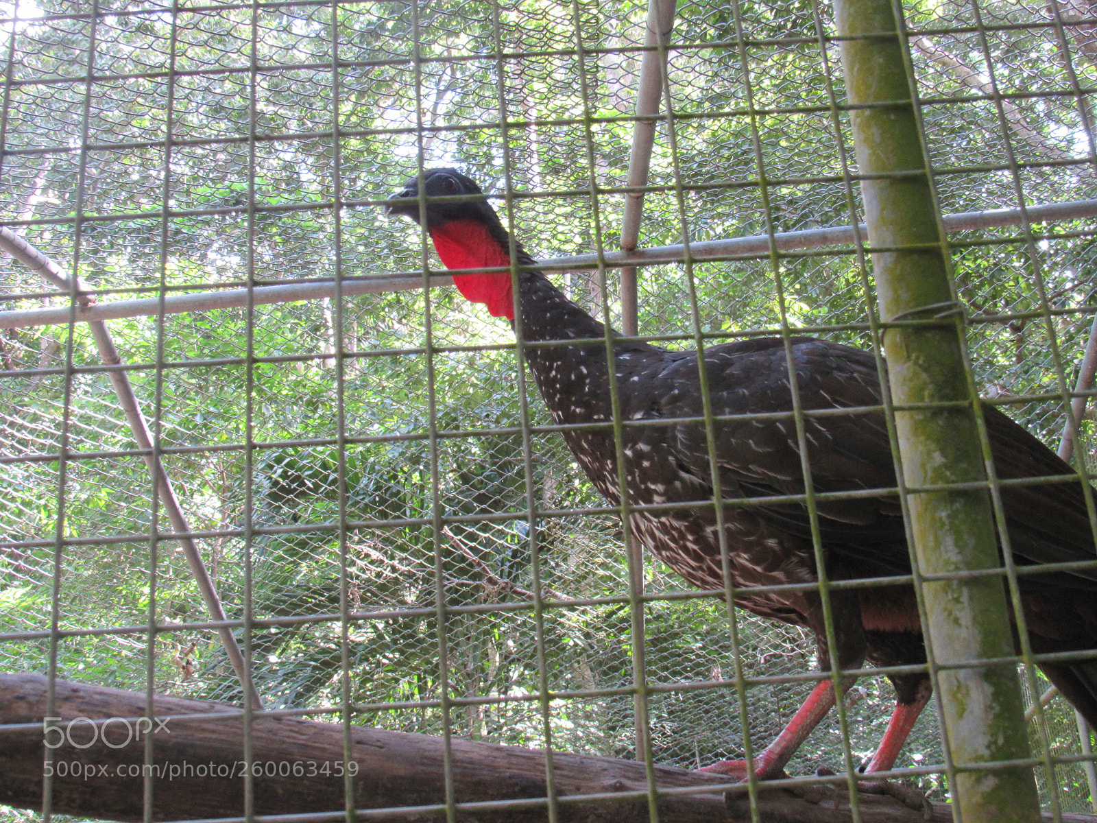 Canon PowerShot SX530 HS sample photo. Img photography