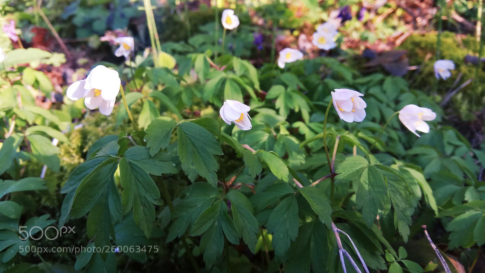 Xiaomi Redmi Note 4 sample photo. Untitled photography