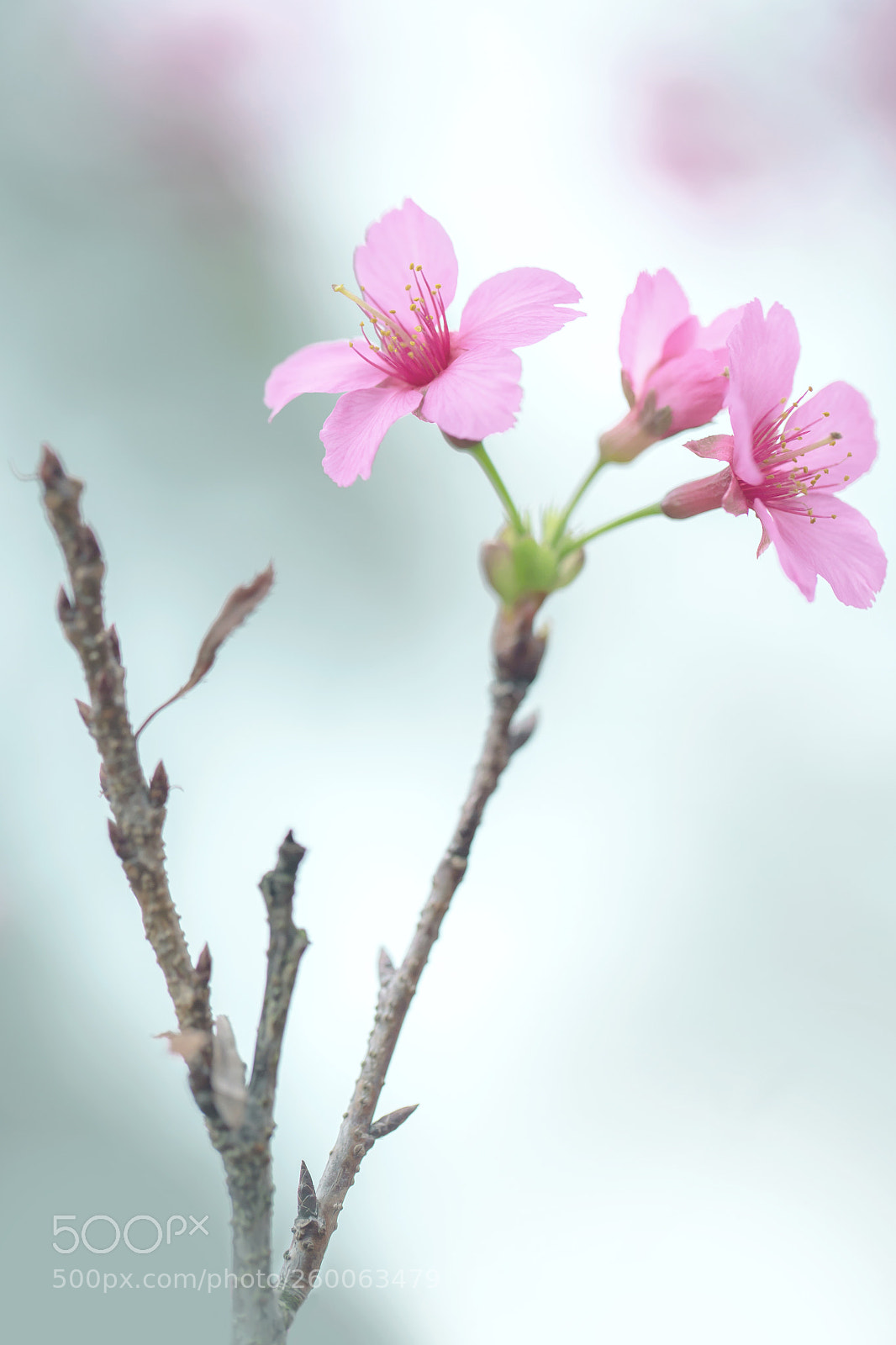 Canon EOS 6D sample photo. Bellflower cherry 緋寒櫻 viii photography