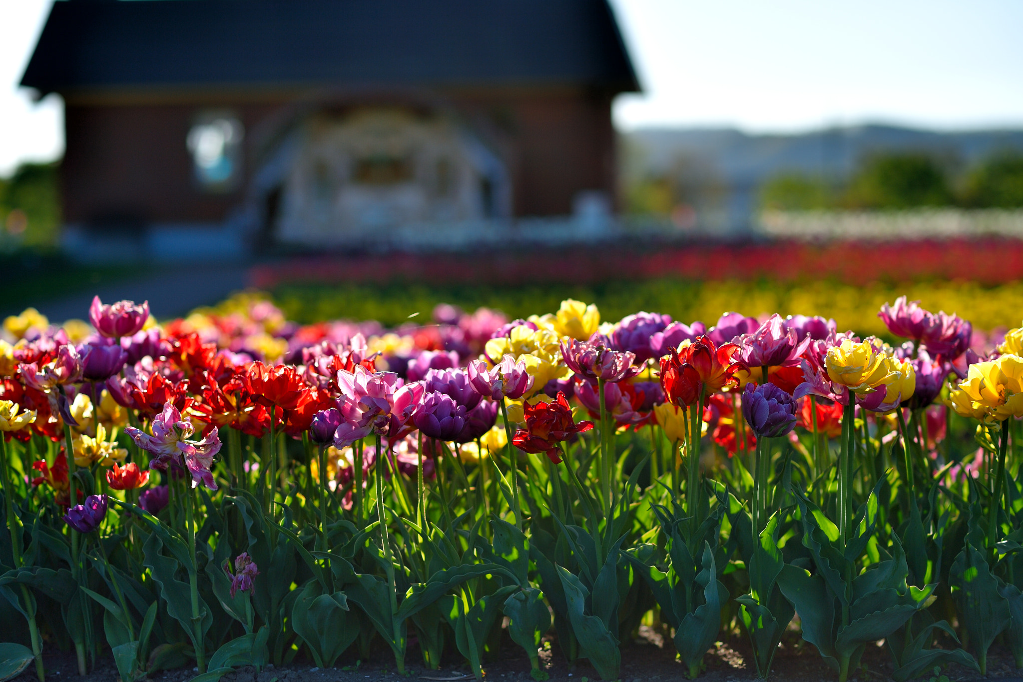 Nikon AF-S Nikkor 85mm F1.8G sample photo. Tulip fair photography