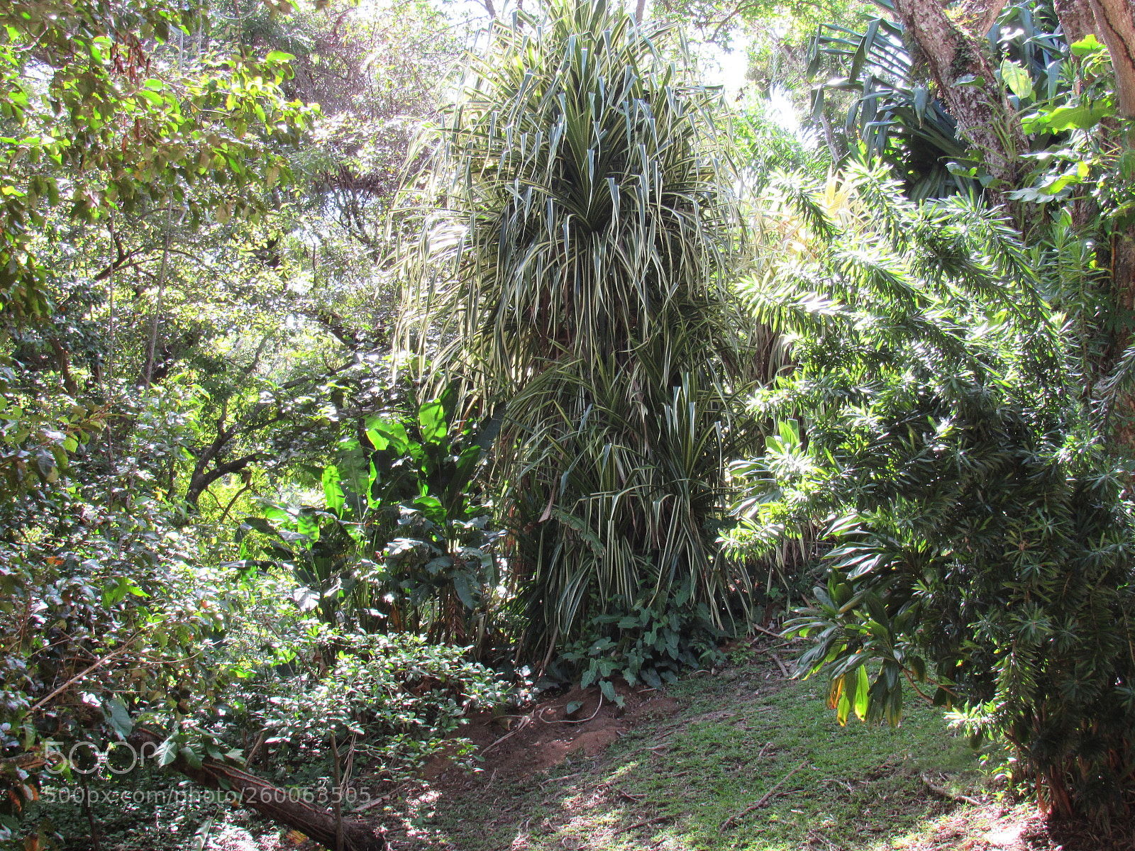Canon PowerShot SX530 HS sample photo. Img photography