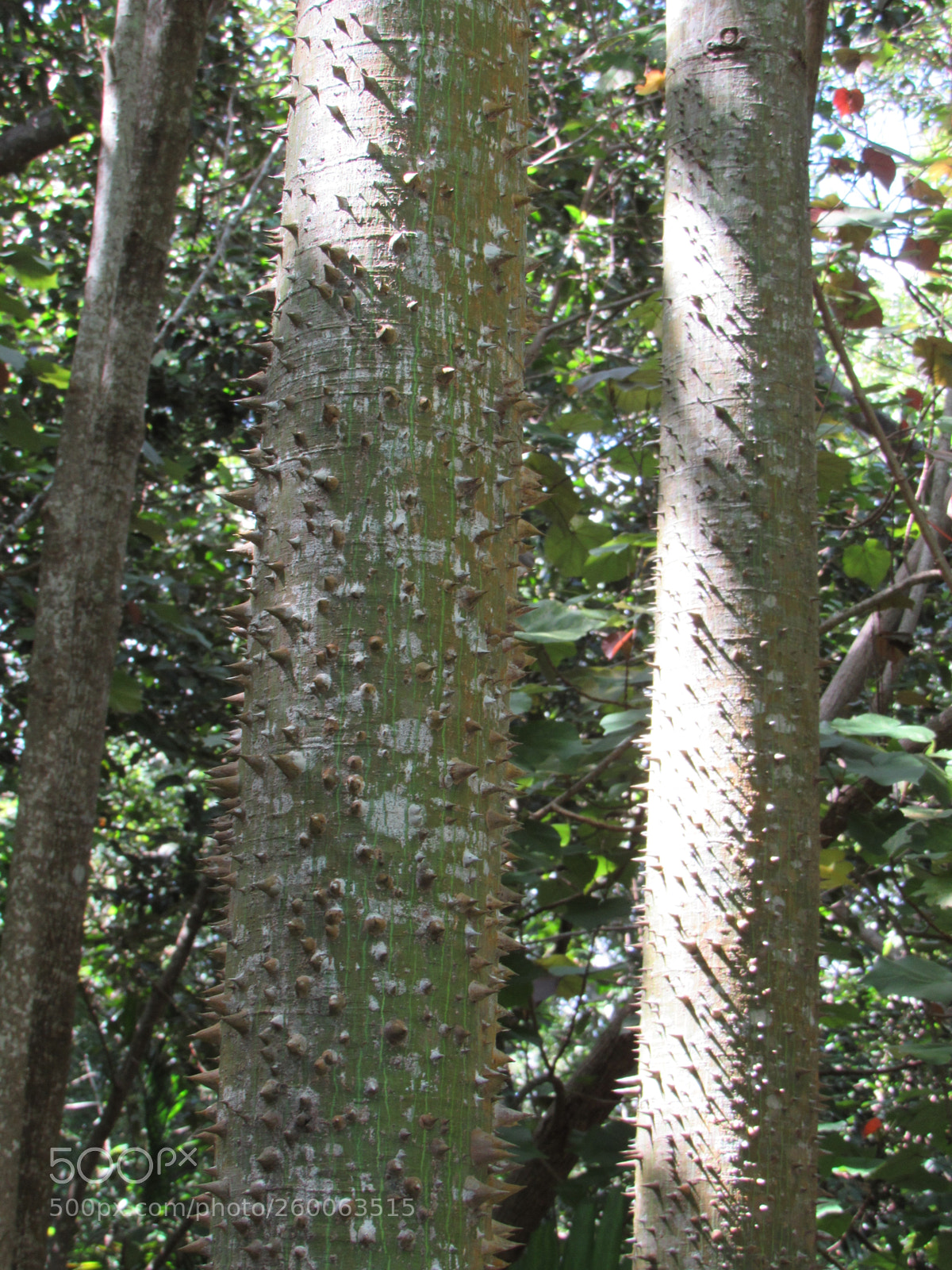 Canon PowerShot SX530 HS sample photo. Img photography