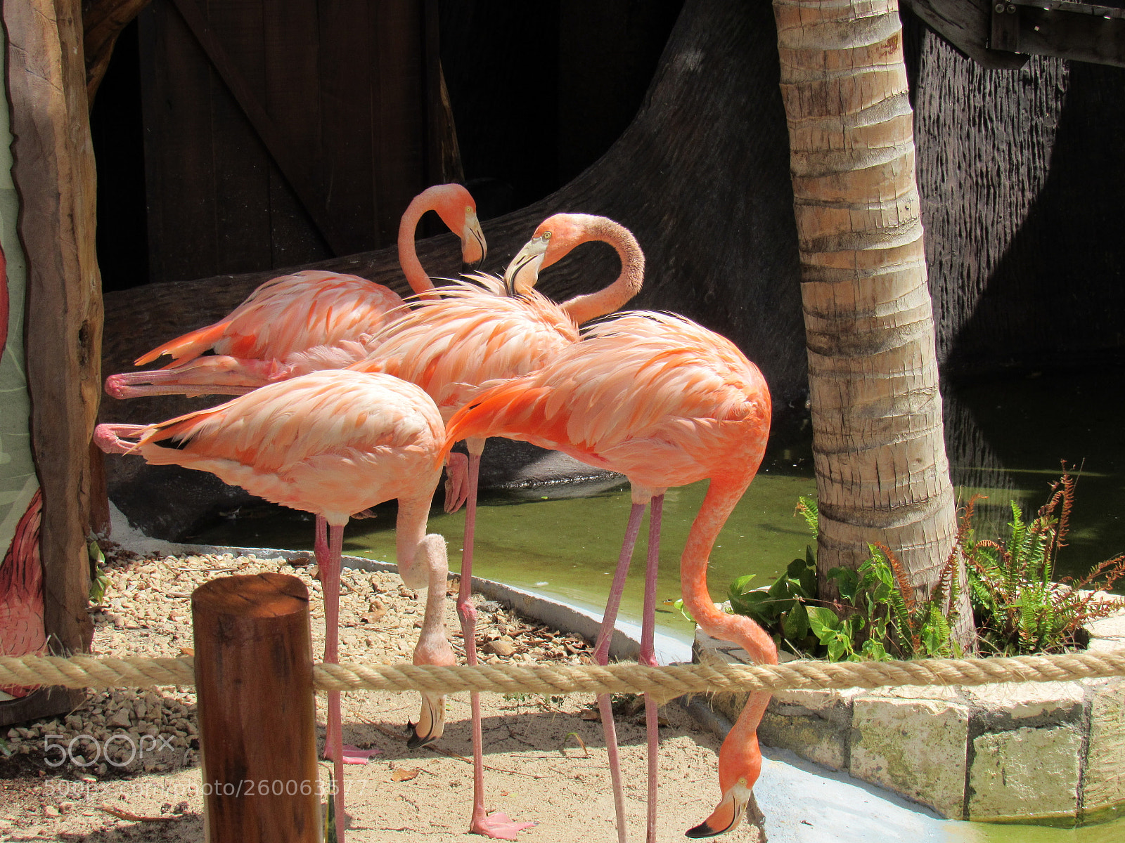 Canon PowerShot SX530 HS sample photo. Img photography