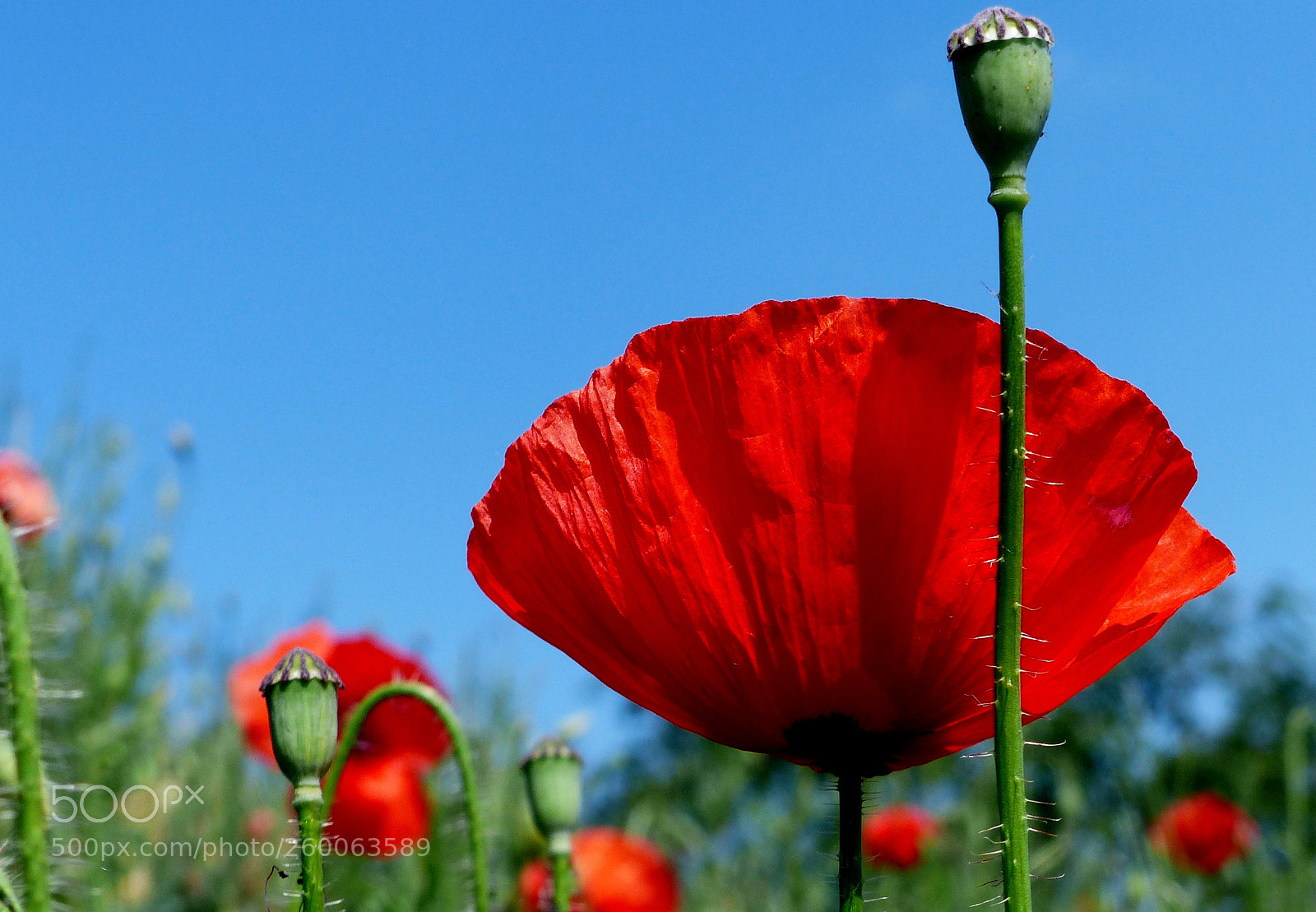 Panasonic Lumix DMC-FZ200 sample photo. Poppy. photography