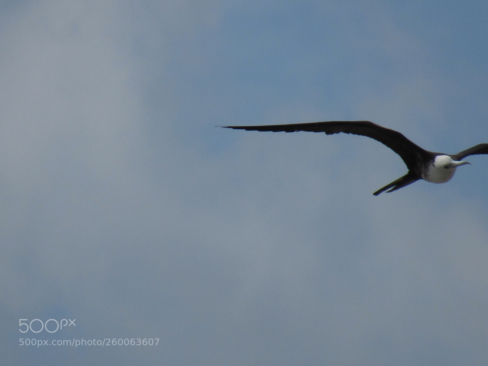 Canon PowerShot SX530 HS sample photo. Img photography