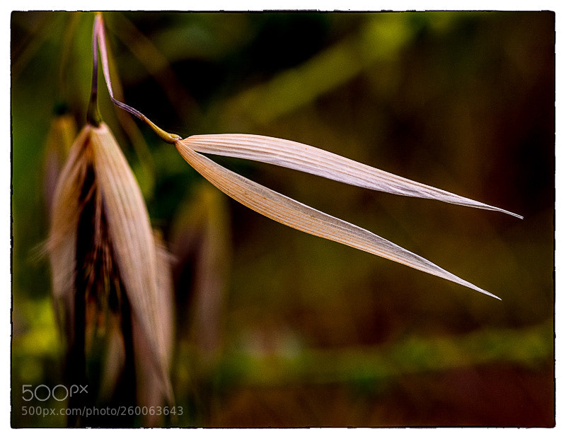 Olympus OM-D E-M1 Mark II sample photo. . photography