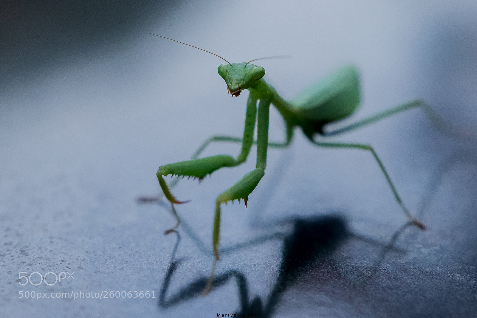 Canon EOS 7D Mark II sample photo. Mantis photography
