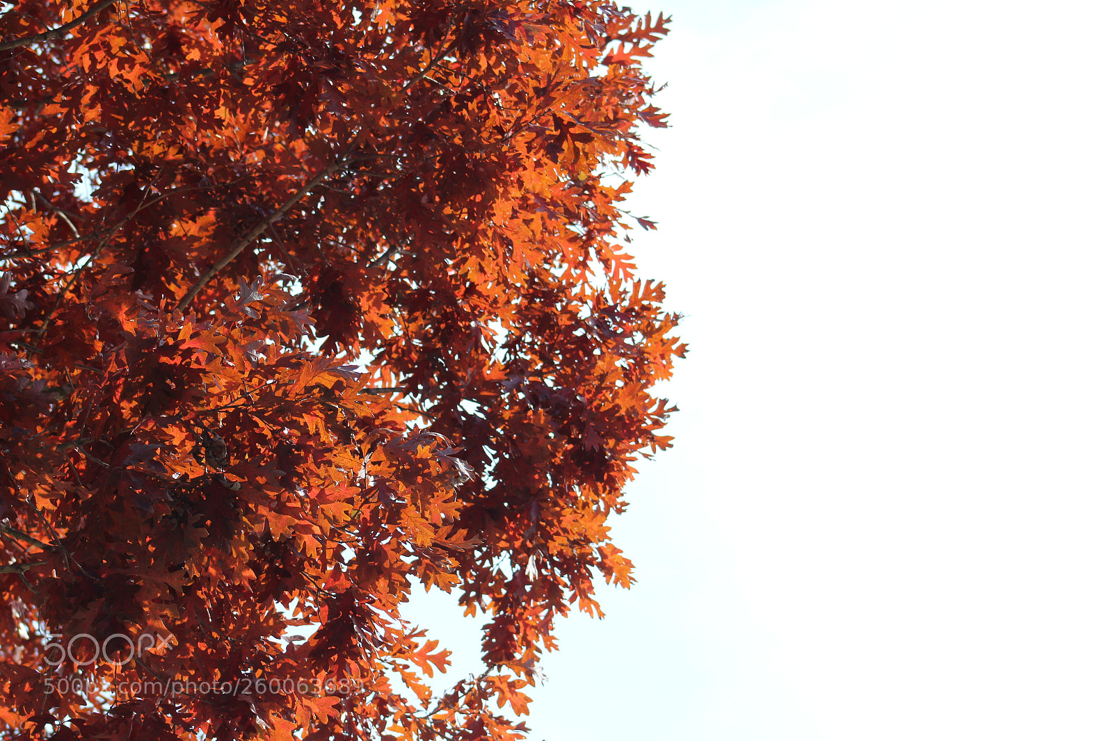 Canon EF 75-300mm f/4-5.6 sample photo. Leaf in the plural photography