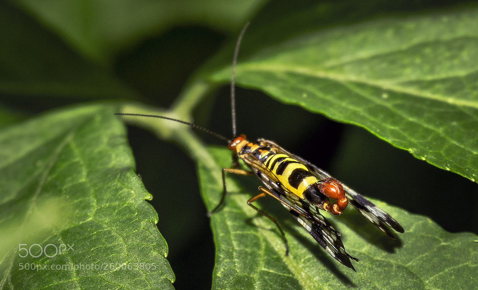Nikon D7200 sample photo. Panorpa vulgaris ♂ photography