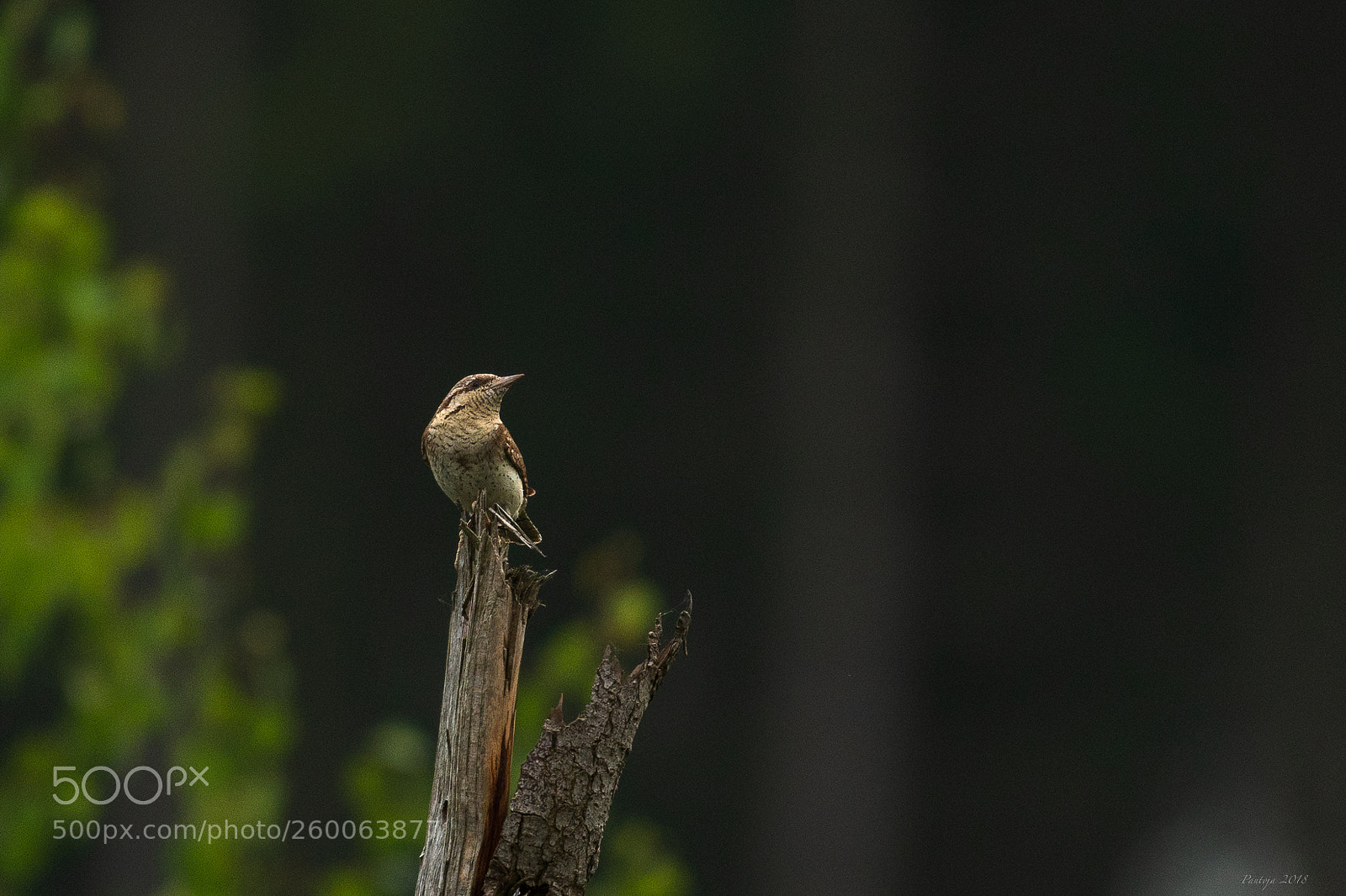 Nikon D500 sample photo. Wryneck photography