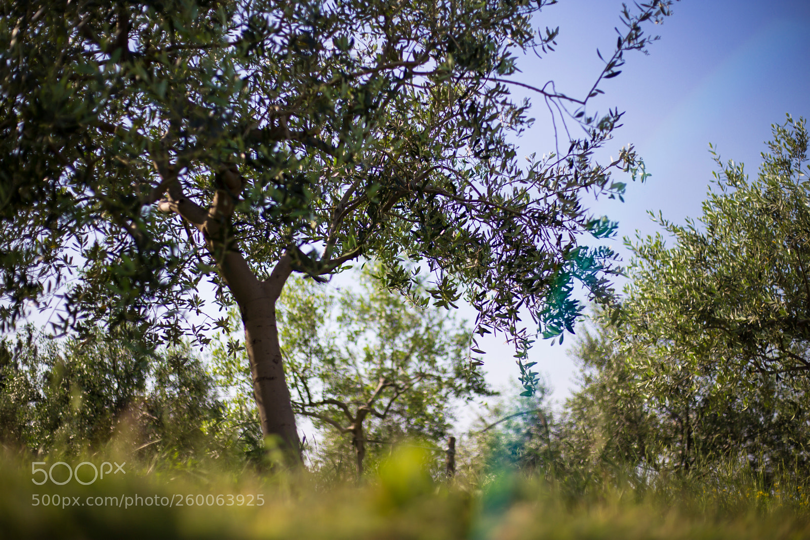 Canon EOS 6D sample photo. Olive rosemary salt photography