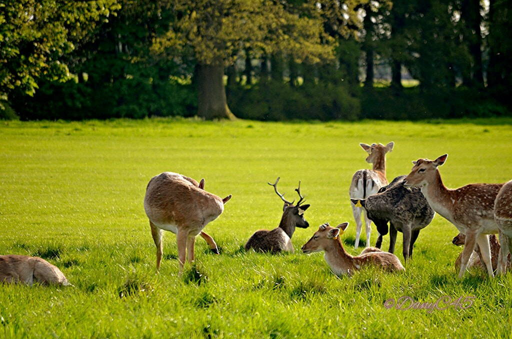 Nikon D5100 sample photo. 20 dublin photography