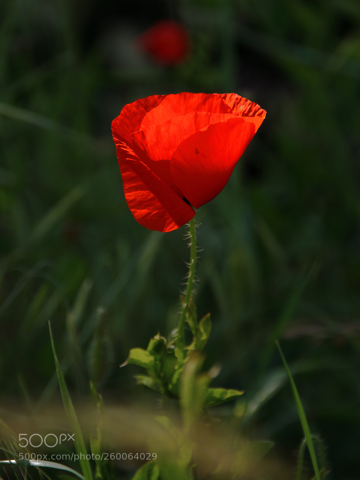 Canon EOS 1300D (EOS Rebel T6 / EOS Kiss X80) sample photo. Poppy in the dark photography