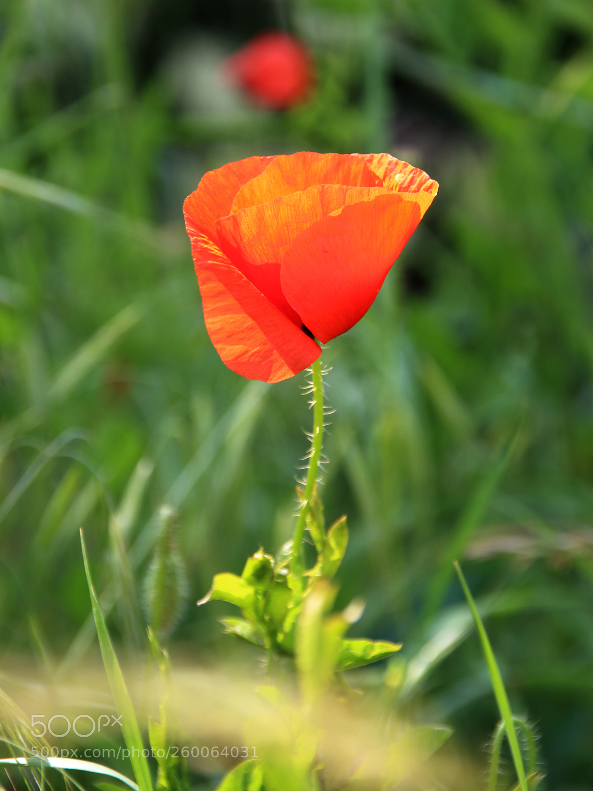 Canon EOS 1300D (EOS Rebel T6 / EOS Kiss X80) sample photo. Single red poppy img photography