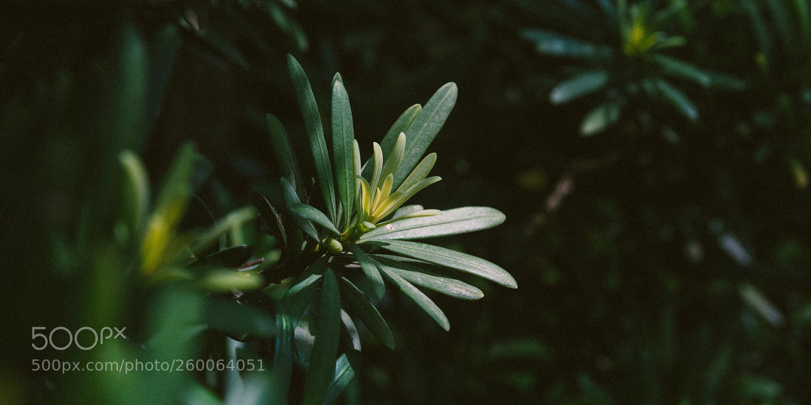 Canon EOS 70D sample photo. Untitled photography