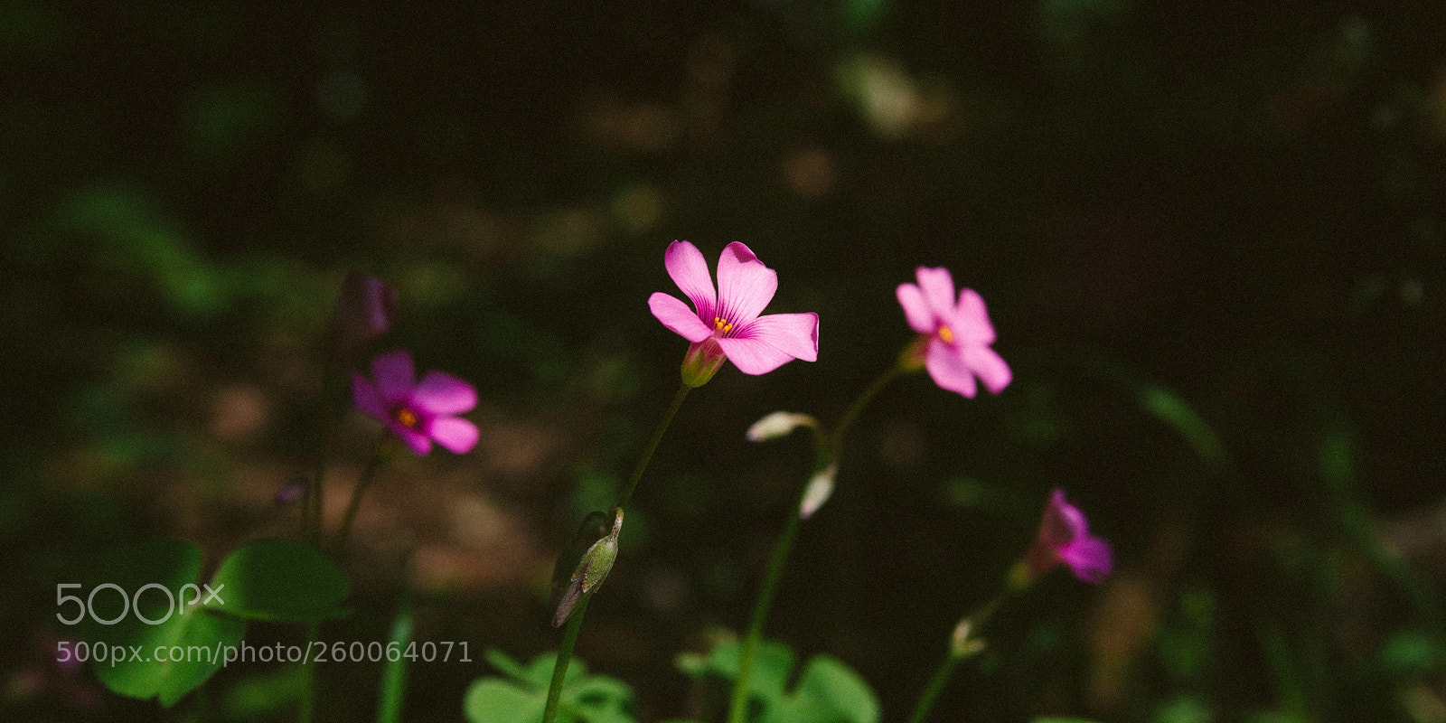 Canon EOS 70D sample photo. Untitled photography