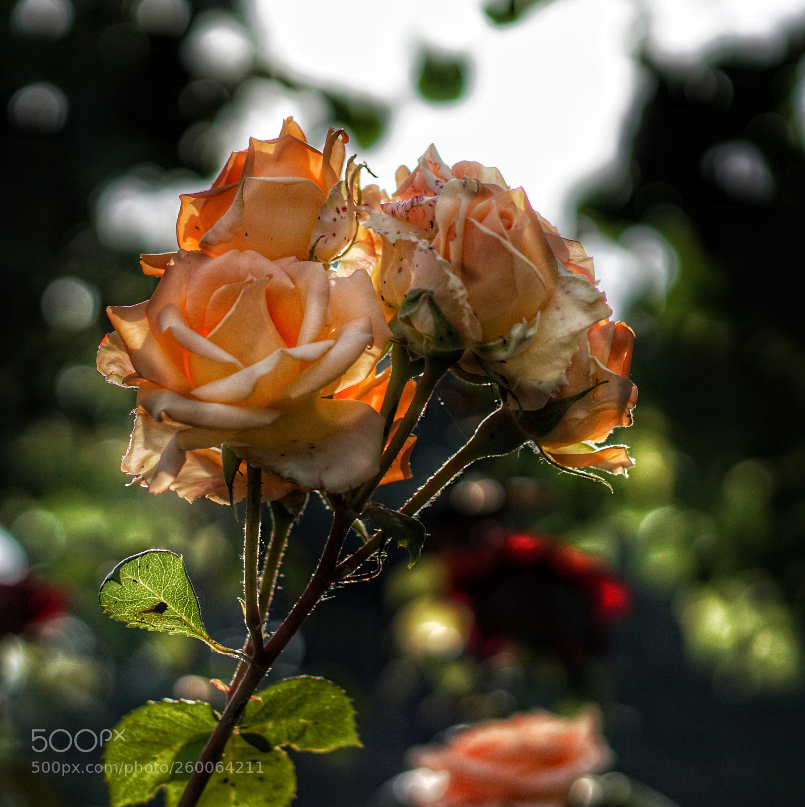 Sony a6000 sample photo. Untitled photography