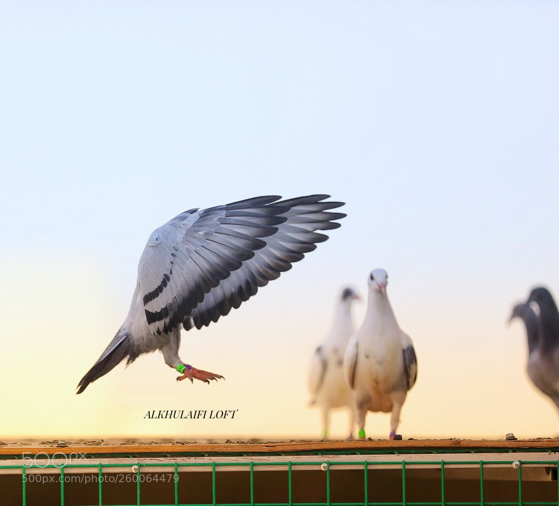 Canon EOS 5D Mark IV sample photo. Untitled photography