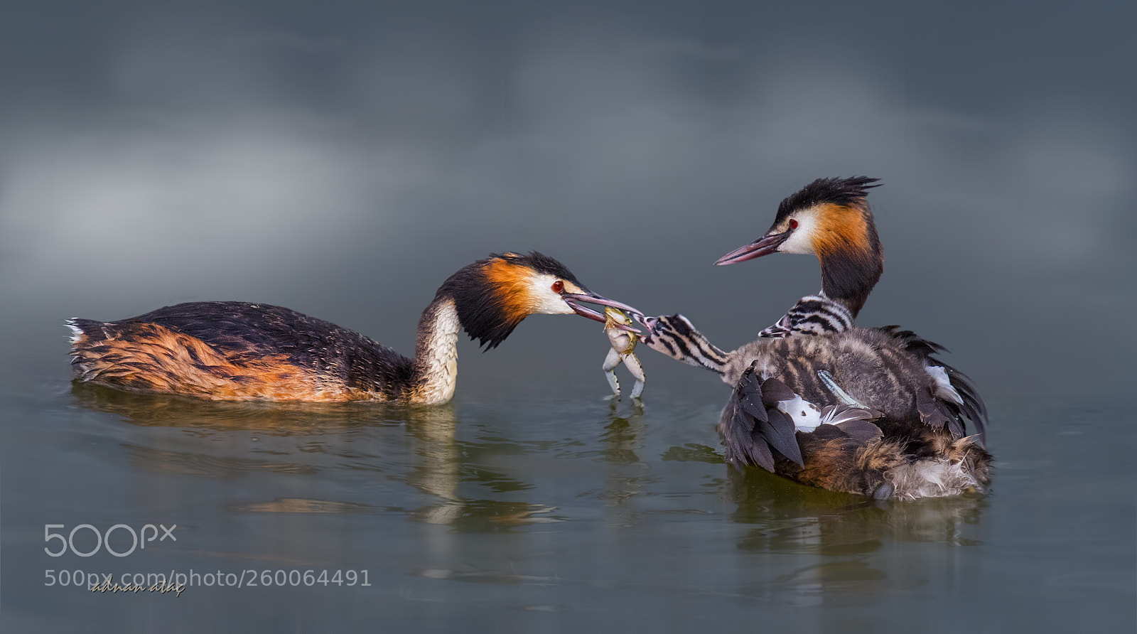 Nikon D5 sample photo. Bahri - great crested photography