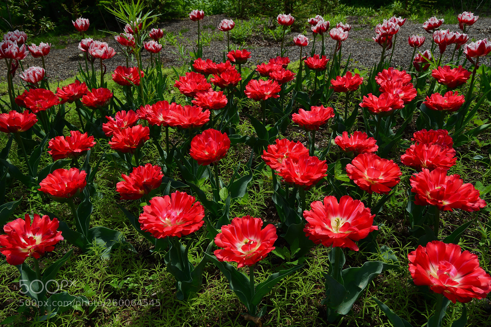 Nikon D3300 sample photo. Spring flowering tulips photography