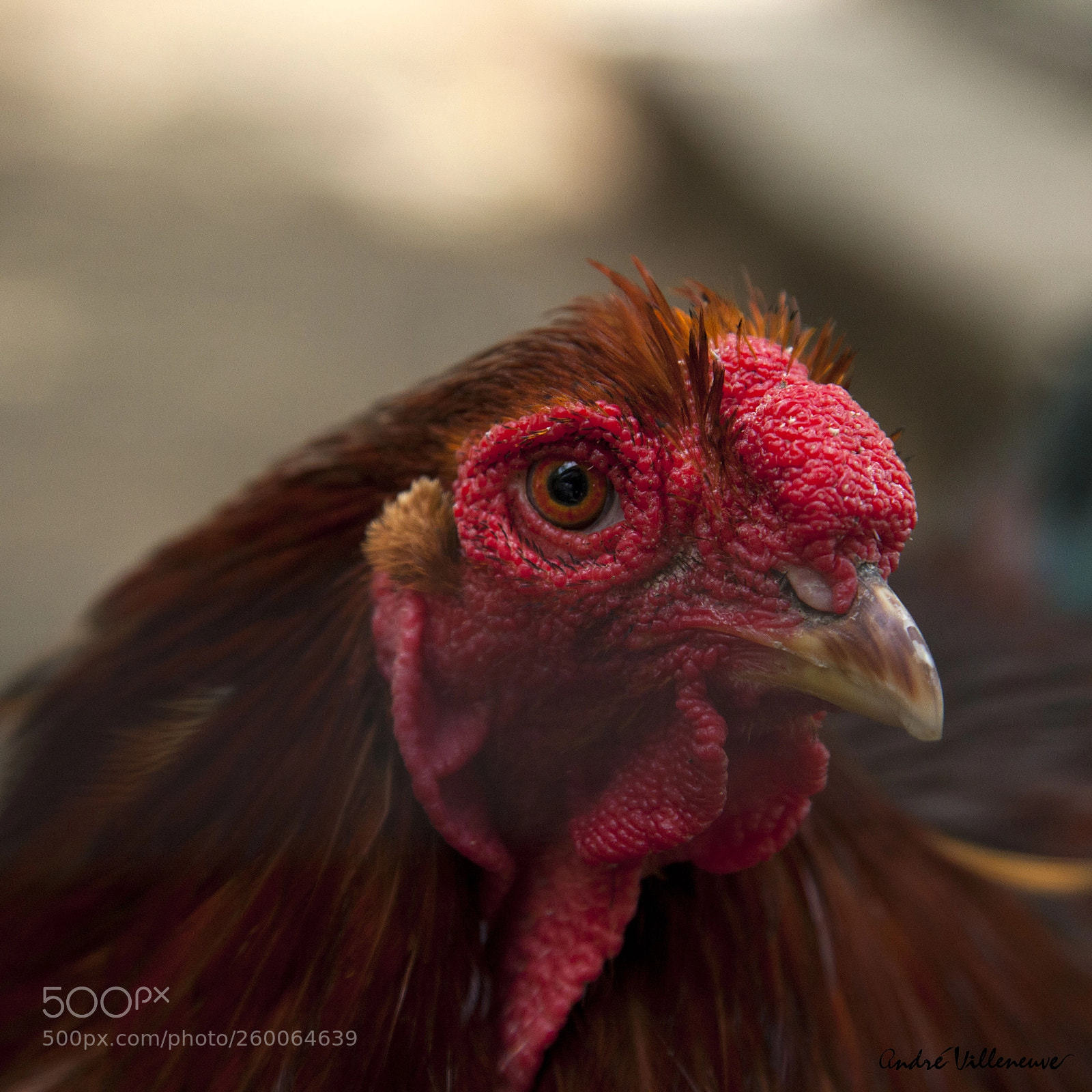 Canon EOS 5D Mark II sample photo. The chicken photography