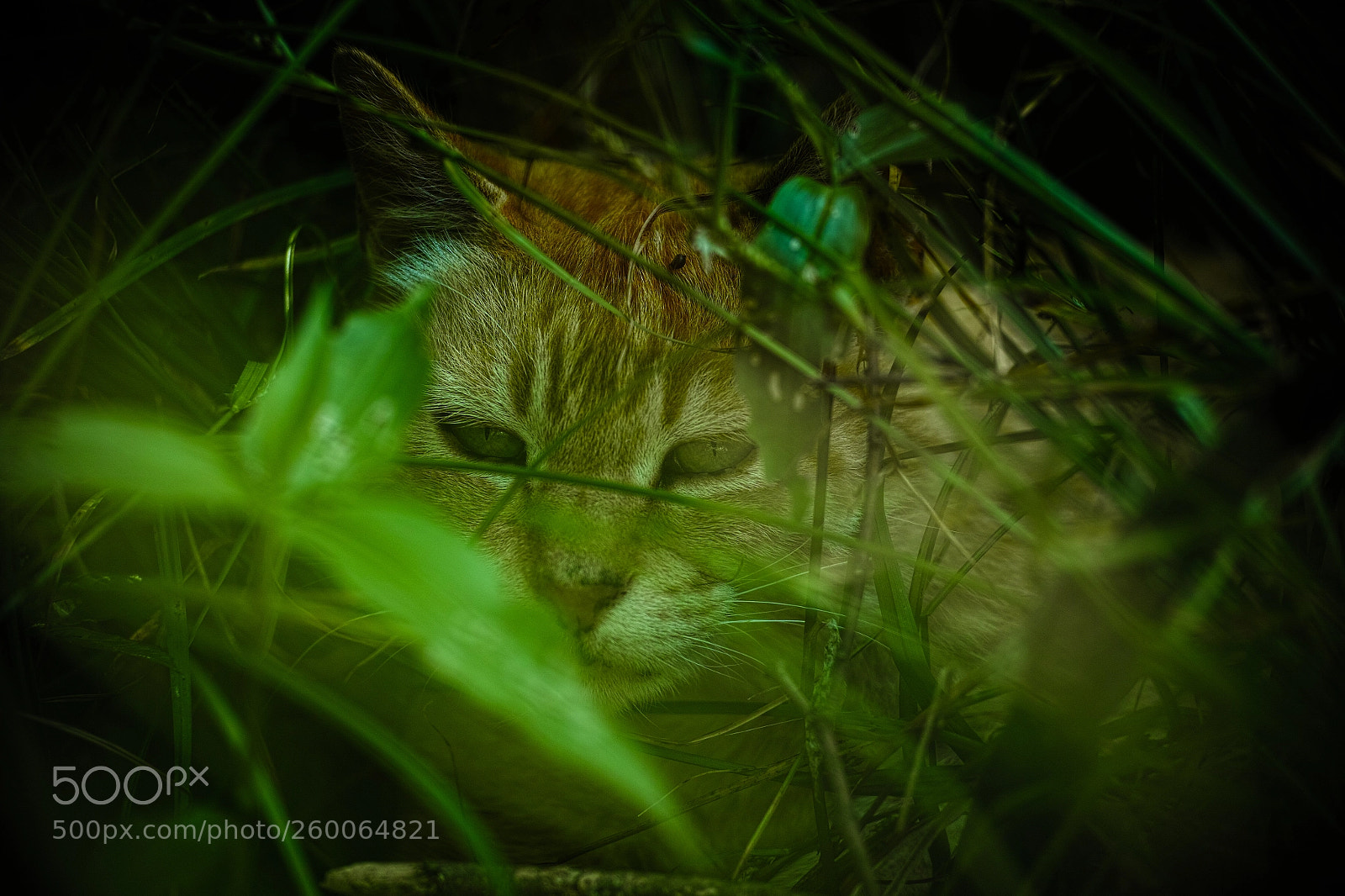 Sigma DP3 Merrill sample photo. Cat every day photography