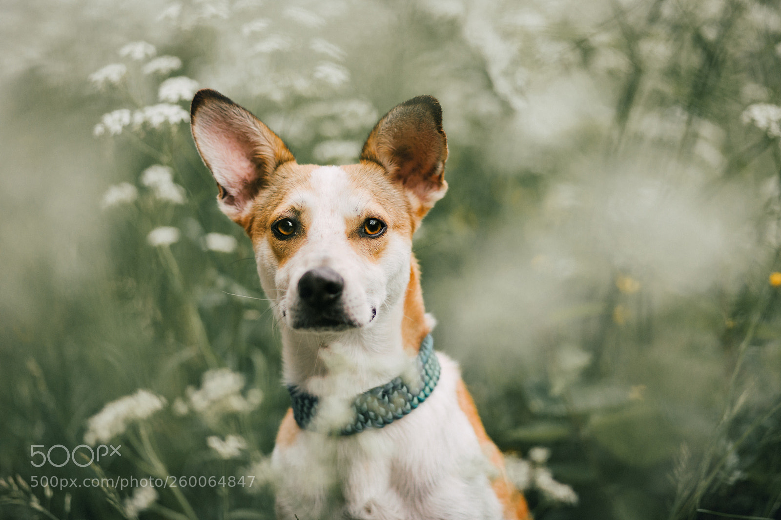 Canon EOS 5D Mark IV sample photo. Surrounded photography