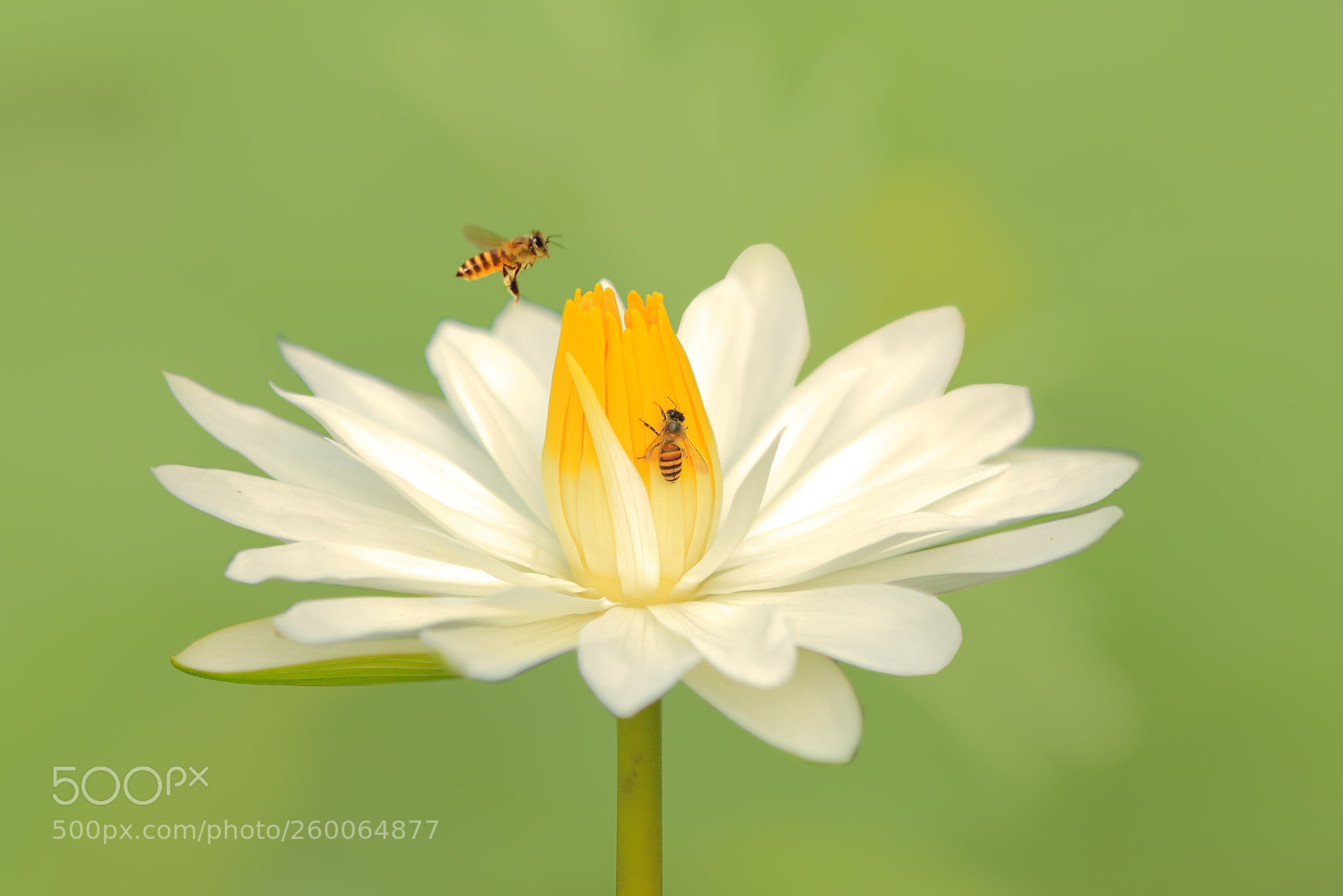 Canon EOS 50D sample photo. Bee and water lily photography