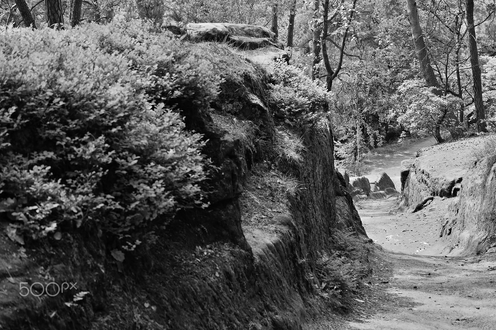 Nikon D5300 sample photo. Sunny path leading around rocks in pine forest  in machuv kraj tourist area in czech republic... photography