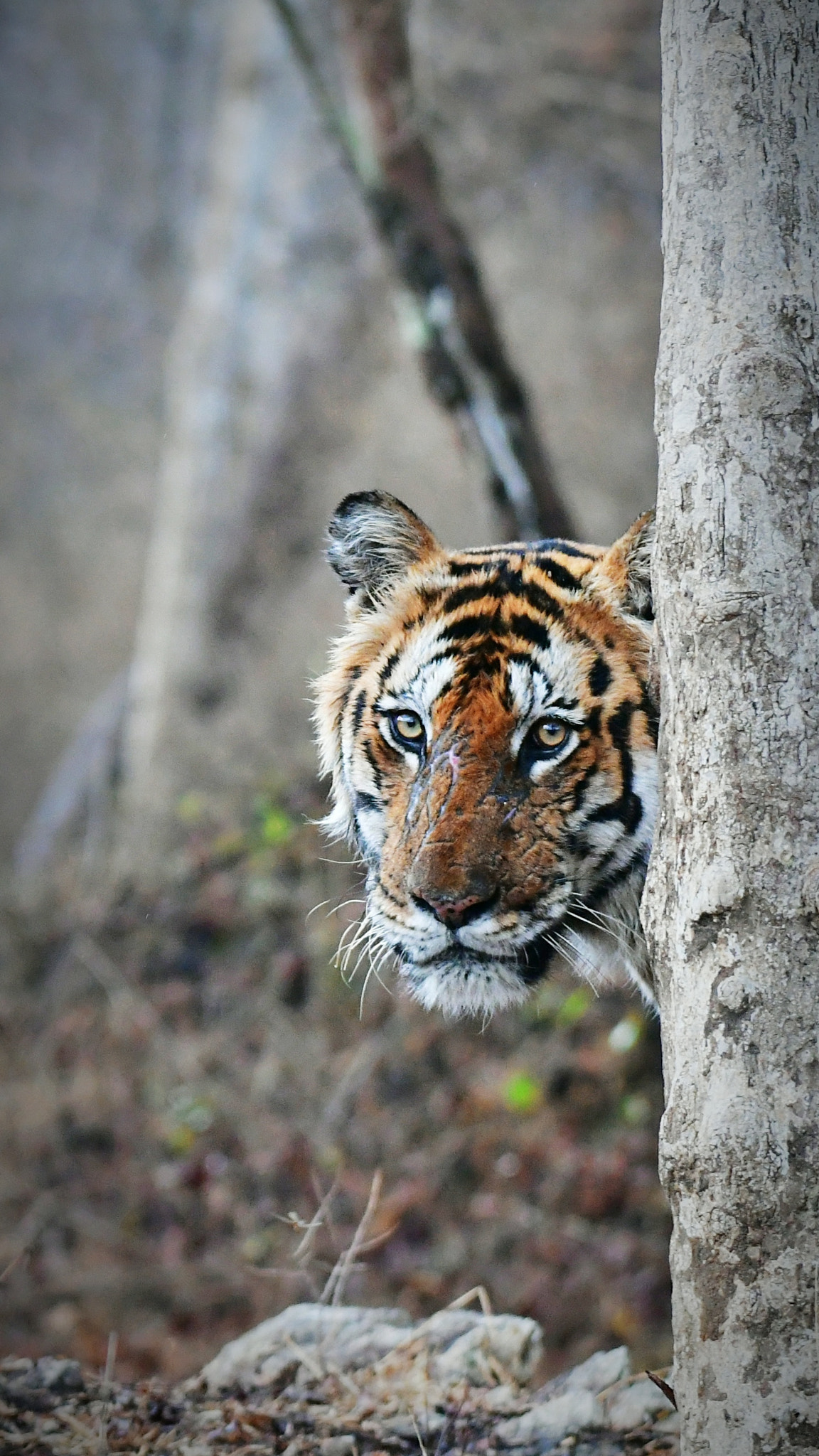 Nikon AF-S Nikkor 200-500mm F5.6E ED VR sample photo