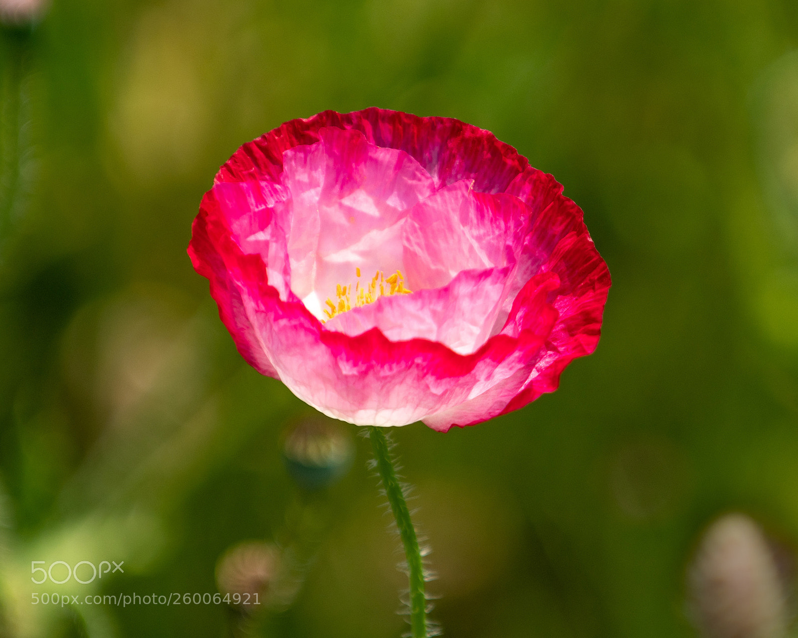 Nikon D500 sample photo. Crease photography