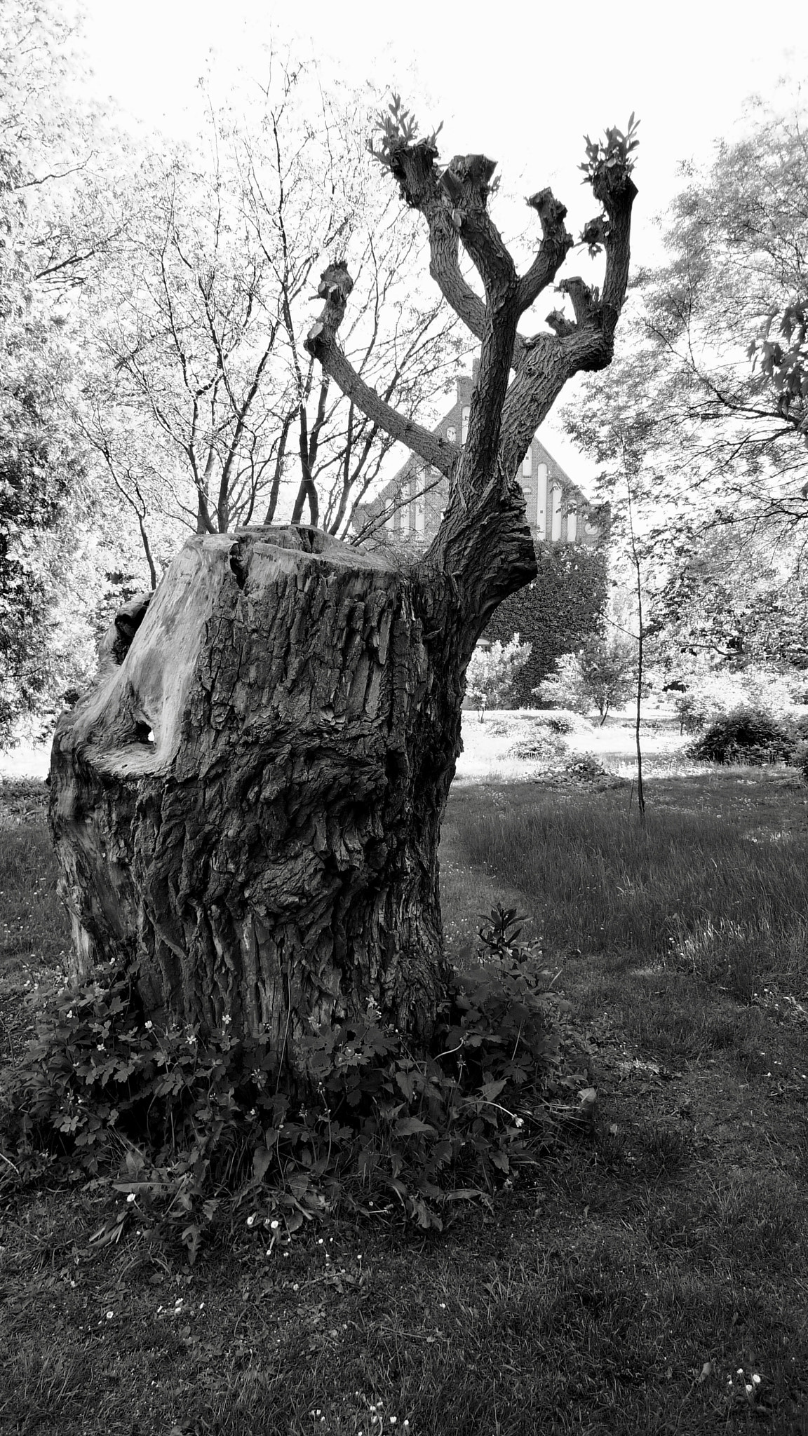 Panasonic Lumix DMC-LX3 sample photo. A tree in lund,sweden photography